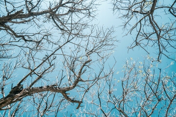 Trees with lots of Twigs in the Blazing Dry Season