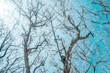 Trees with lots of Twigs in the Blazing Dry Season