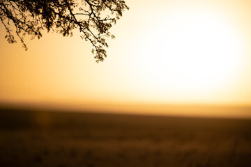 Fototapeta na wymiar Sonnenuntergang in der Savanne