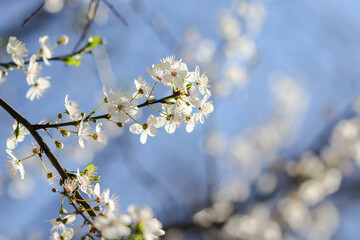 Fresh white apple blossom flowers on tree during Spring season with blurred blue sky background. Springtime in Dublin, Ireland