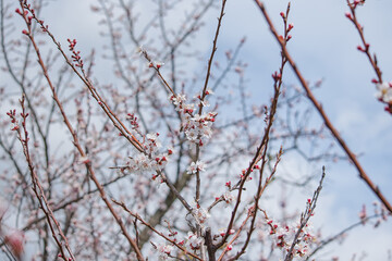 Branch with beautiful white Spring Apricot Flowers on Tree.