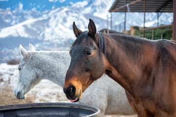 Obraz premium portrait of a horse