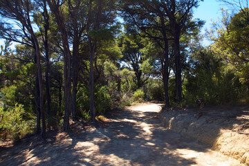 Wanderweg, tropisch, Regenwald, Landschaft.