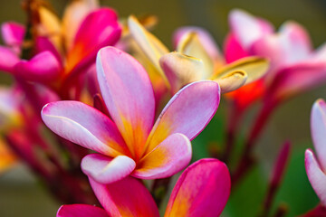 Beautiful Light pink Flowers In A Garden With Warm Sunlight