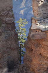 Tree between rocks at the Grand Canyon