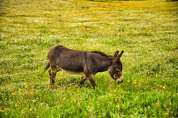 Fototapeta premium A closeup shot of a little donkey on the yellow flower's field in sardinia