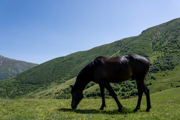 a beautiful noble horse with a great stature stands on a hill and eats green grass, behind it is a beautiful Georgian mountain landscape above which a blue sky opens