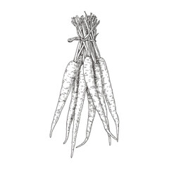 Hand drawn fresh carrot bunch. Vector illustration isolated on white background.