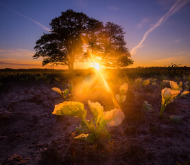 Fototapeta premium Beautiful colorful sunrise with a tree silhouette in the foreground. Seasonal spring scenery of Northern Europe.