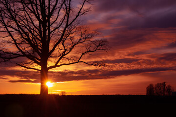 Obraz na płótnie Canvas Beautiful colorful sunrise with a tree silhouette in the foreground. Seasonal spring scenery of Northern Europe.
