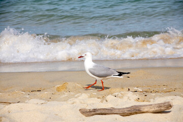 Meer, Möwe, Vogel