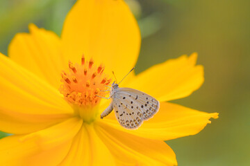 butterfly on flower