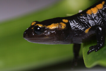 Close-up of a juvenile fire salamander 