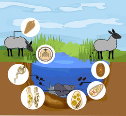 Life cycle of Sheep liver fluke (Fasciola hepatica) with sheep, snail and pond biotope