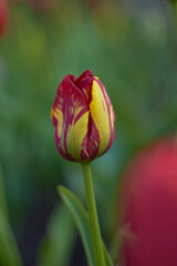 Beautiful colorful tulip at the Tulip Festival. Beauty of nature. Spring, youth, growth concept.