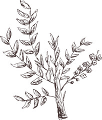 Hand drawn vintage vector 
sketch. Indian Ayurveda  medicinal plant
 - boswellia.Contour silhouette on transparent 
background. Pharmacy naturopathy Eps 
image for label, package