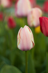 Beautiful colorful tulips at the tulip festival. Beauty of nature. Spring, youth, growth concept.	