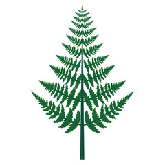 Leaf green fern frond as Vascular plant with stem and complex leaves bush plant leaves. Tropical forest herbs. Decoration on white background. Vector Illustration