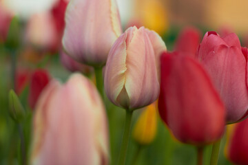 Fototapeta premium Beautiful colorful tulips at the tulip festival. Beauty of nature. Spring, youth, growth concept. 