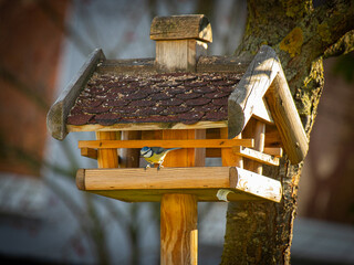 Kohlmeise im Vogelhaus