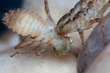 Aeshna larva biting the throat of another dragonfly nymph 