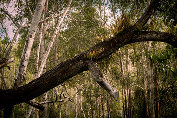 Fallen Tree in the fallen world