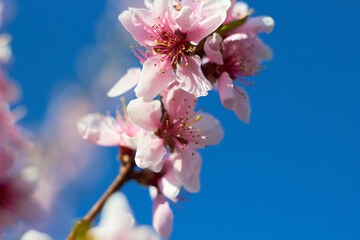 Bright colorful spring pink sakura flowers against the blue sky. Cherry blossom on a sunny day. Beauty of nature. Spring, youth, growth concept.