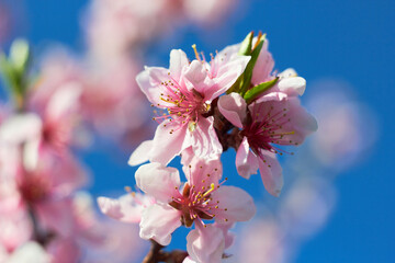 Bright colorful spring pink sakura flowers against the blue sky. Cherry blossom on a sunny day. Beauty of nature. Spring, youth, growth concept.