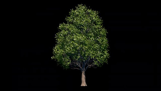 eucalyptus tree animated