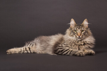 Norwegian forest cat laying on a dark background