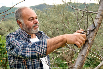 Seasonal pruning of trees. Mature bearded gardener pruning fruit trees with pruning shears. Taking...