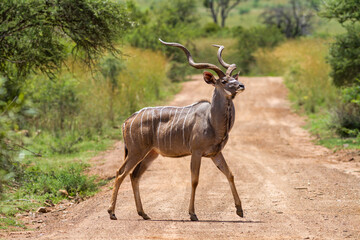 Kudu