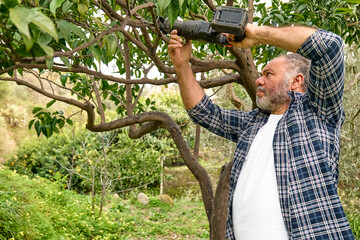 Seasonal pruning of trees. Mature bearded gardener pruning  trees with reciprocating saw in the...
