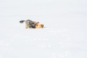 Kleiner Yorkshire Terrier wälzt sich im Schnee