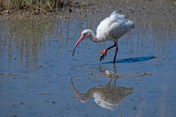 Adult White Ibis foraging in a salt marsh, with its reflection and shadow in the water.