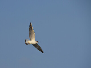 Flying seagull soaring, overhead with open wings on the blue sky