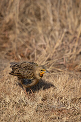 Cape Longclaw, Addo Elephant National Park
