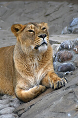 Fototapeta na wymiar portrait of a lioness