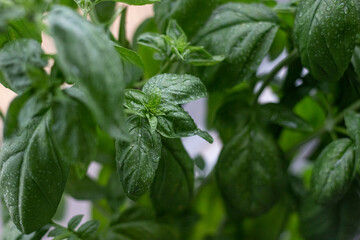 Fresh Basil leave plant