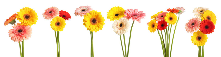 Set with beautiful gerbera flowers on white background. Banner design