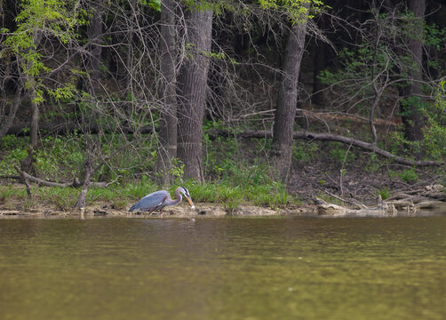 Heron catching a fish at Jordan Lake