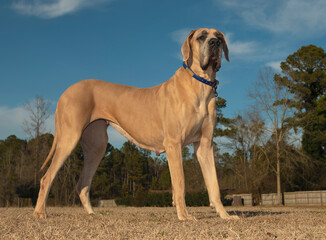 Majestic looking purebred Great Dane