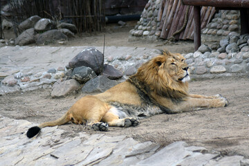 lion in the zoo