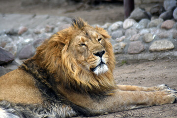 portrait of a lion