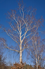 Spring sunny bare birch tree trunk with white cork and leafless branches on scenic blue sky landscape. Natural woodland rural view