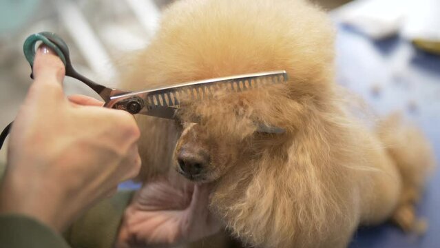 Women's hands cut the bangs of a dog with thinning scissors in a pet grooming salon. A golden poodle dutifully sits on a haircut in a grooming studio.
