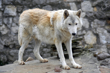gray wolf canis lupus