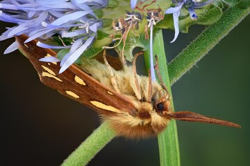 a moth sits on a flower