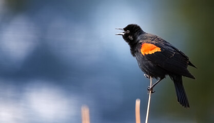 Red winged blackbird in the Nevada desert