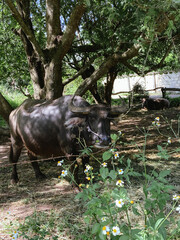 Buffaloes in countryside of Thailand